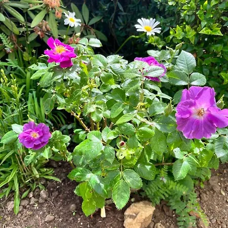 Maison d'hôtes De 3*